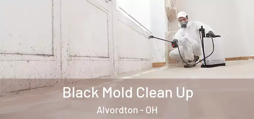  Black Mold Clean Up Alvordton - OH
