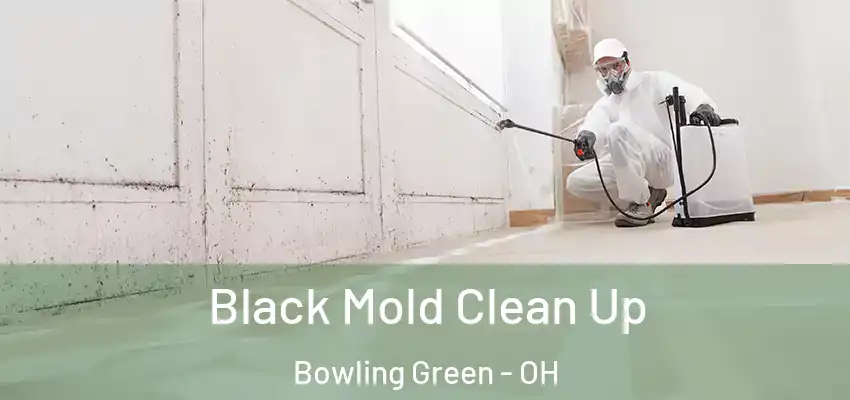  Black Mold Clean Up Bowling Green - OH