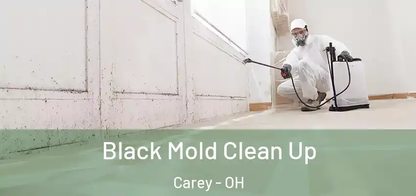 Black Mold Clean Up Carey - OH