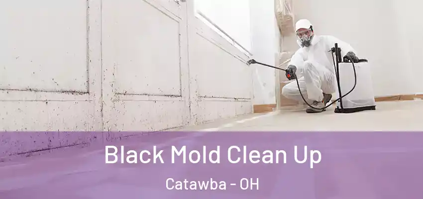  Black Mold Clean Up Catawba - OH
