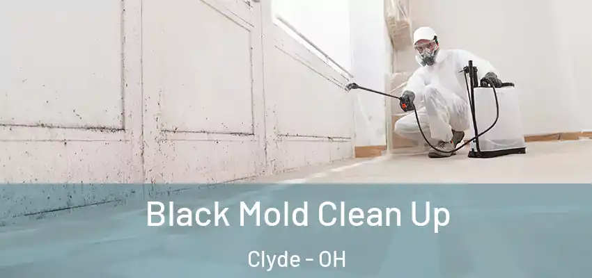  Black Mold Clean Up Clyde - OH