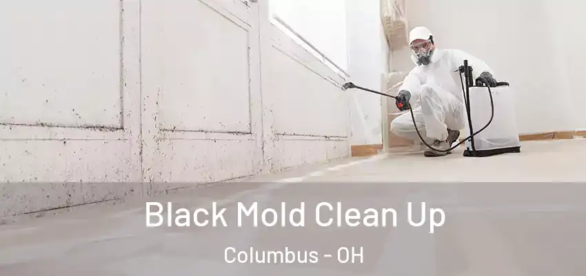  Black Mold Clean Up Columbus - OH