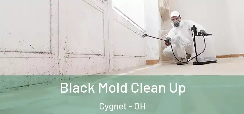  Black Mold Clean Up Cygnet - OH