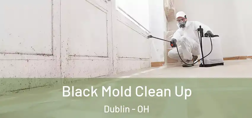  Black Mold Clean Up Dublin - OH
