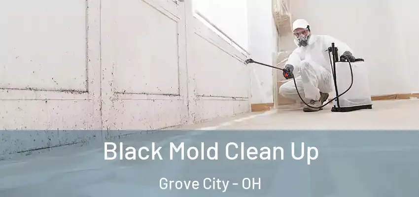  Black Mold Clean Up Grove City - OH