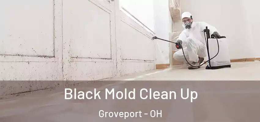  Black Mold Clean Up Groveport - OH