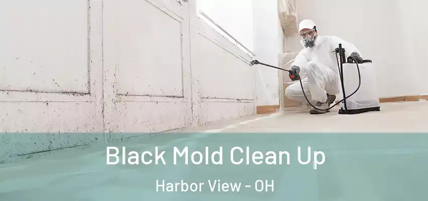  Black Mold Clean Up Harbor View - OH
