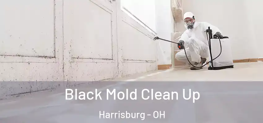  Black Mold Clean Up Harrisburg - OH