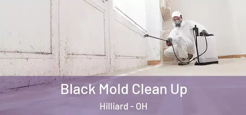  Black Mold Clean Up Hilliard - OH