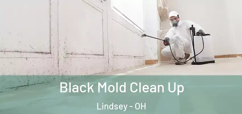  Black Mold Clean Up Lindsey - OH