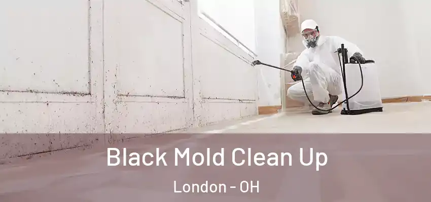 Black Mold Clean Up London - OH