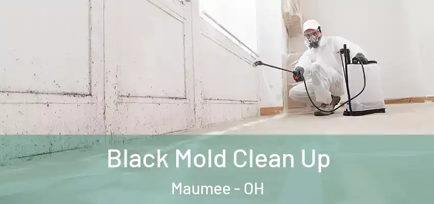  Black Mold Clean Up Maumee - OH