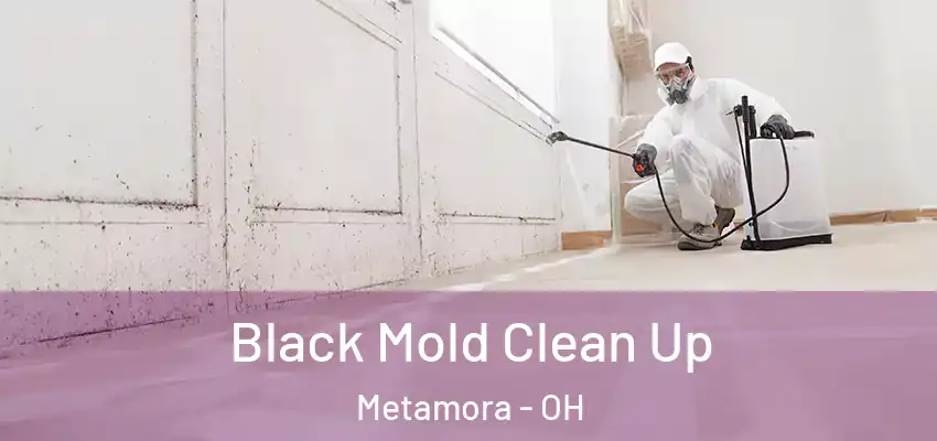  Black Mold Clean Up Metamora - OH
