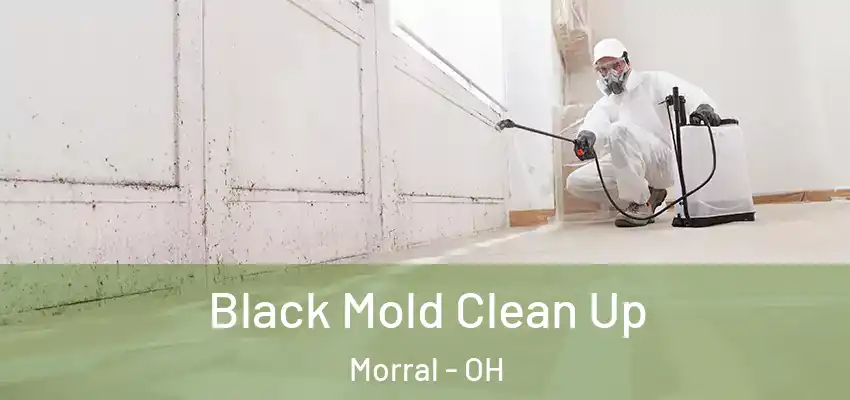  Black Mold Clean Up Morral - OH
