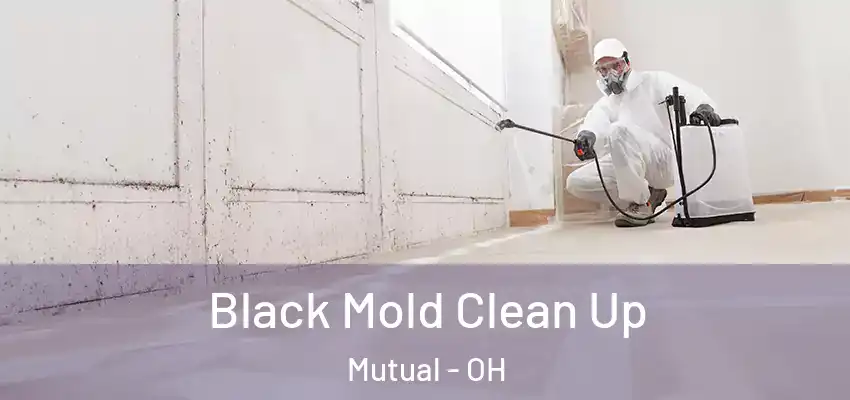  Black Mold Clean Up Mutual - OH