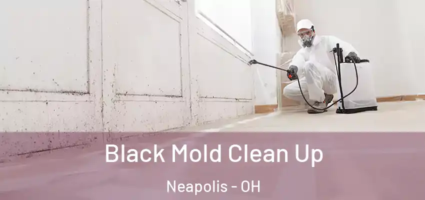  Black Mold Clean Up Neapolis - OH