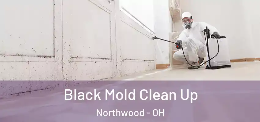  Black Mold Clean Up Northwood - OH