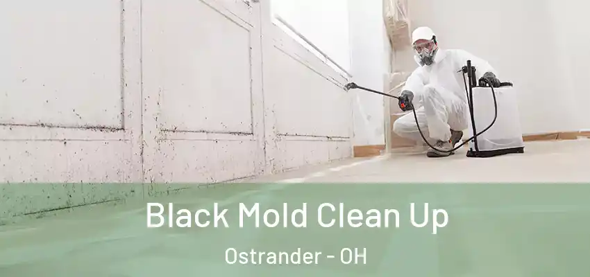  Black Mold Clean Up Ostrander - OH