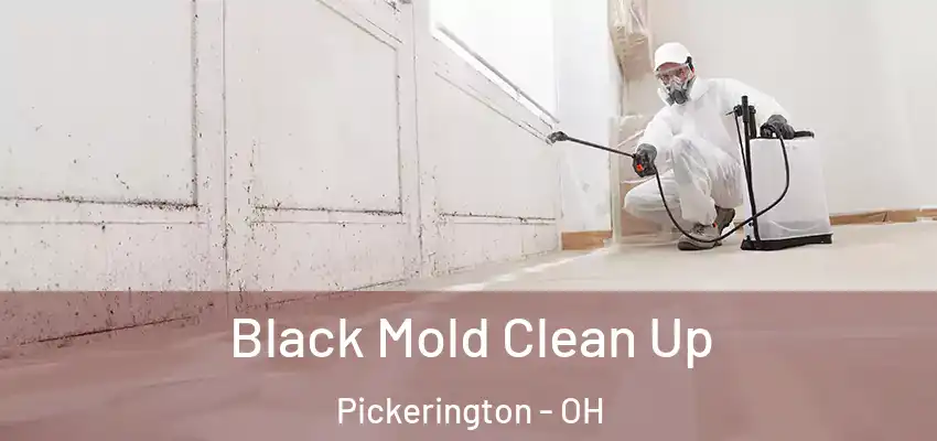  Black Mold Clean Up Pickerington - OH