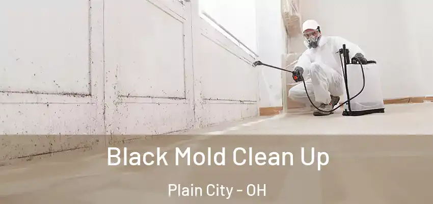  Black Mold Clean Up Plain City - OH