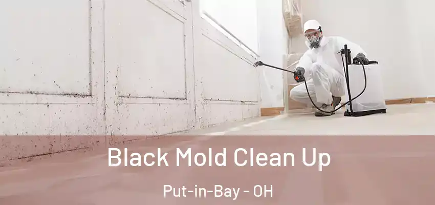 Black Mold Clean Up Put-in-Bay - OH