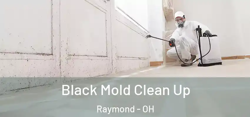  Black Mold Clean Up Raymond - OH