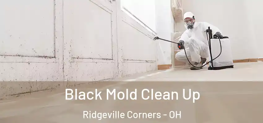  Black Mold Clean Up Ridgeville Corners - OH