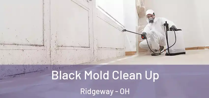  Black Mold Clean Up Ridgeway - OH