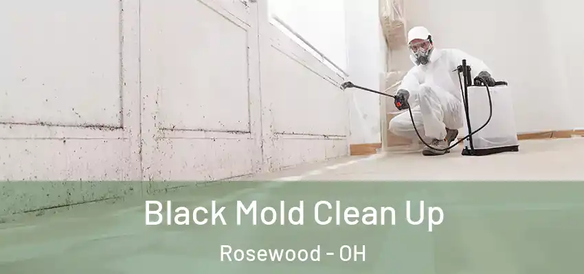  Black Mold Clean Up Rosewood - OH