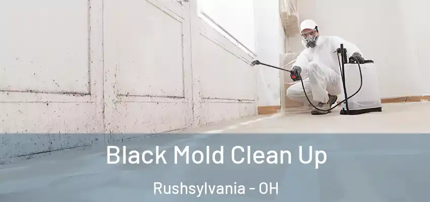  Black Mold Clean Up Rushsylvania - OH
