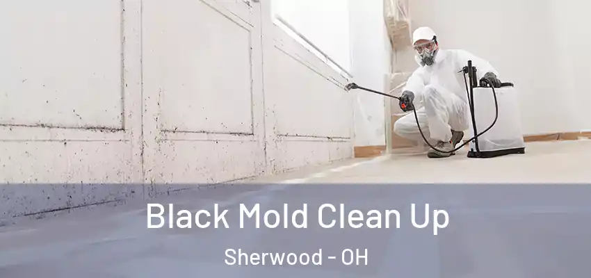  Black Mold Clean Up Sherwood - OH