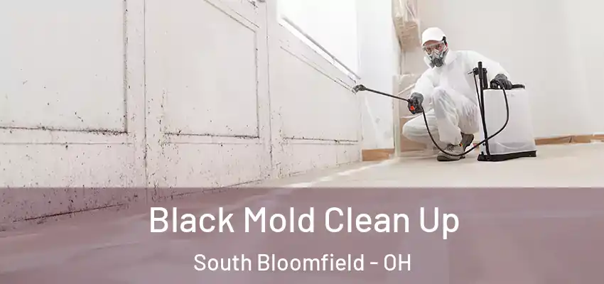  Black Mold Clean Up South Bloomfield - OH