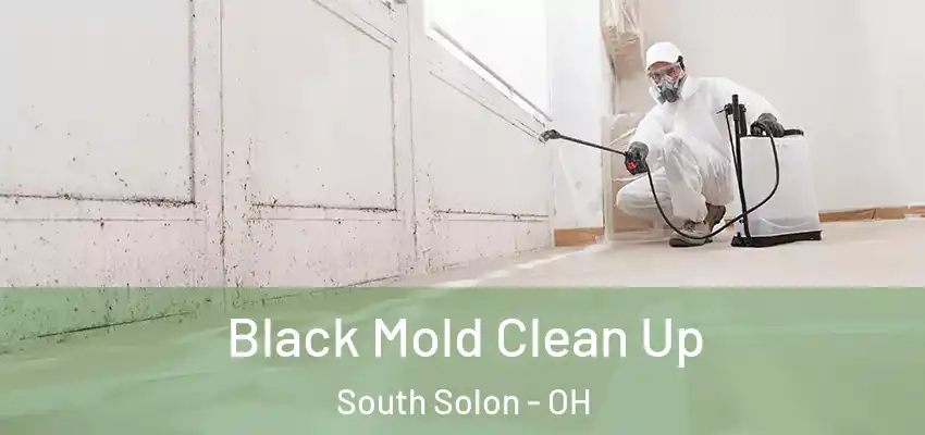 Black Mold Clean Up South Solon - OH