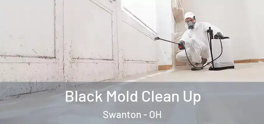  Black Mold Clean Up Swanton - OH