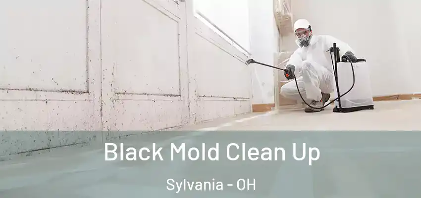  Black Mold Clean Up Sylvania - OH