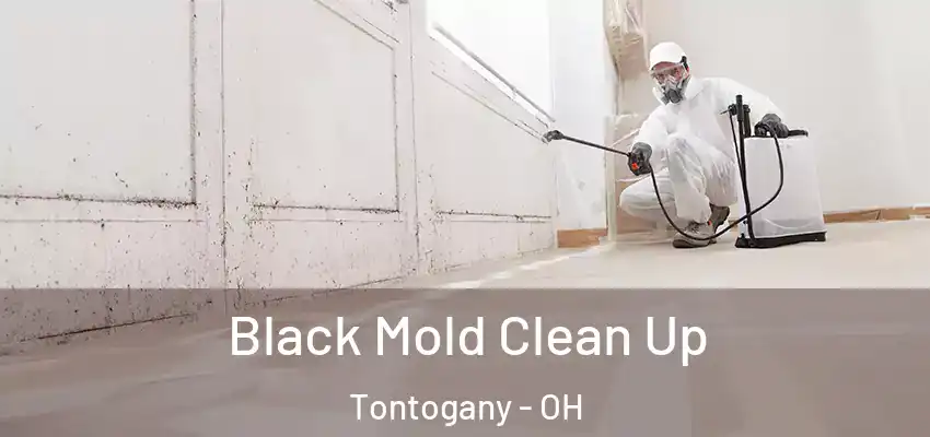  Black Mold Clean Up Tontogany - OH