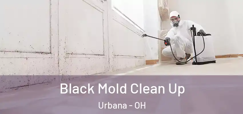  Black Mold Clean Up Urbana - OH