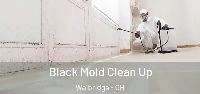  Black Mold Clean Up Walbridge - OH