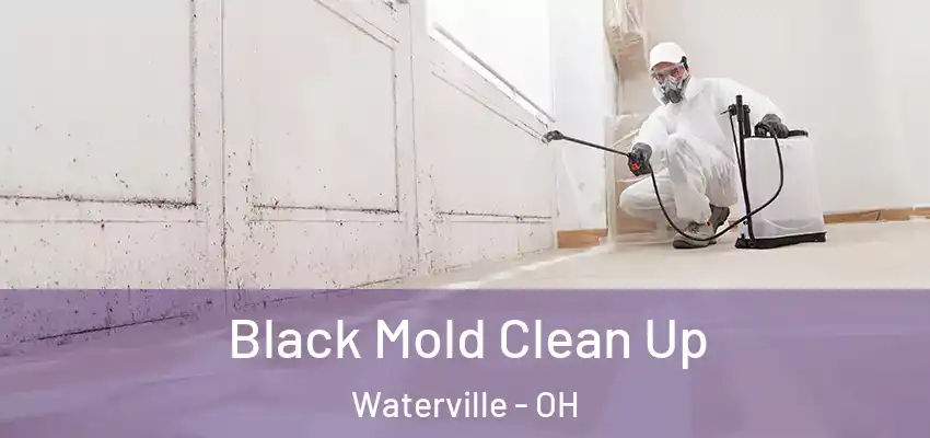  Black Mold Clean Up Waterville - OH
