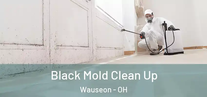  Black Mold Clean Up Wauseon - OH