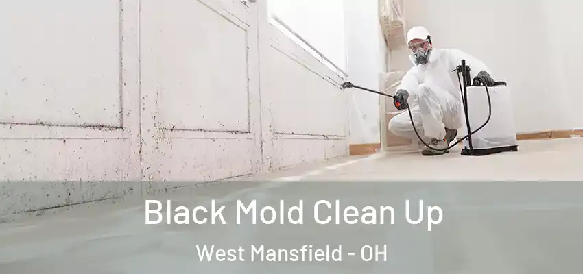  Black Mold Clean Up West Mansfield - OH