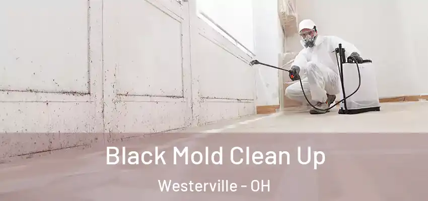  Black Mold Clean Up Westerville - OH