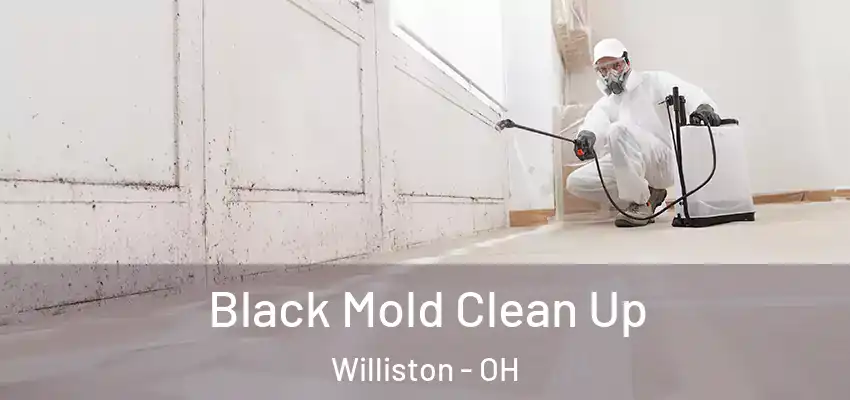  Black Mold Clean Up Williston - OH