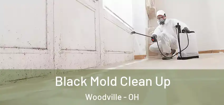  Black Mold Clean Up Woodville - OH