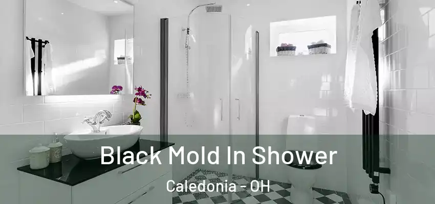  Black Mold In Shower Caledonia - OH