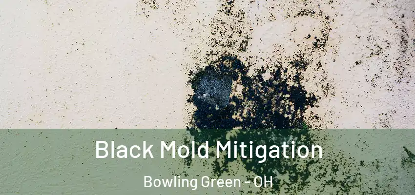  Black Mold Mitigation Bowling Green - OH