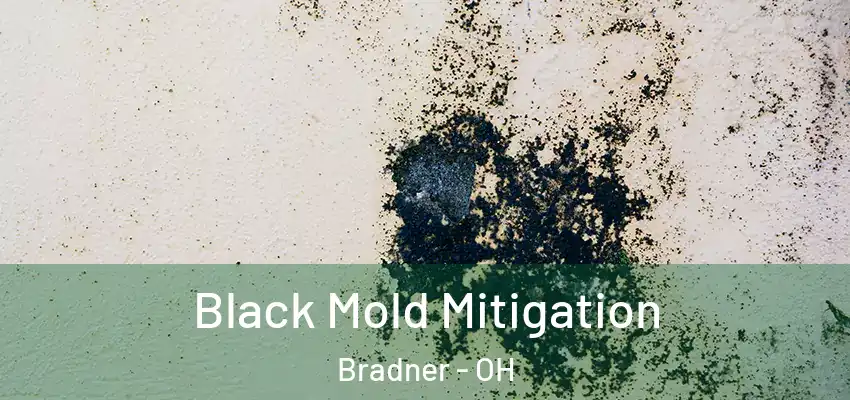  Black Mold Mitigation Bradner - OH