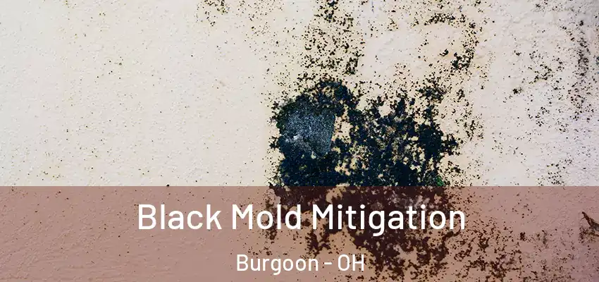  Black Mold Mitigation Burgoon - OH