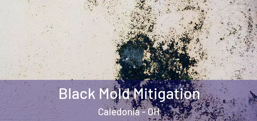  Black Mold Mitigation Caledonia - OH