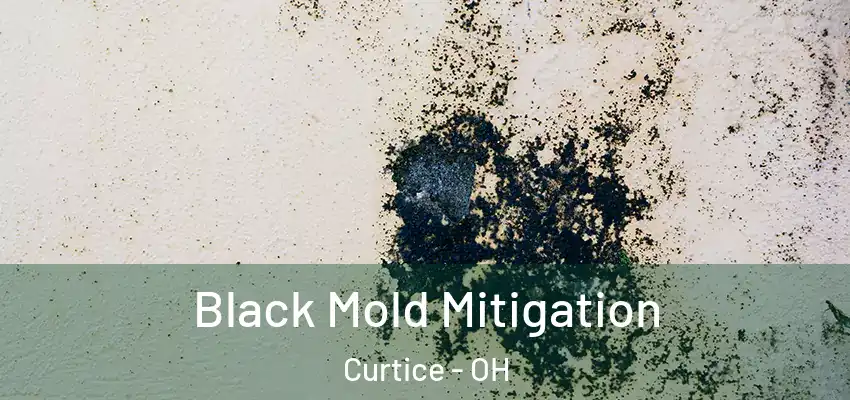  Black Mold Mitigation Curtice - OH